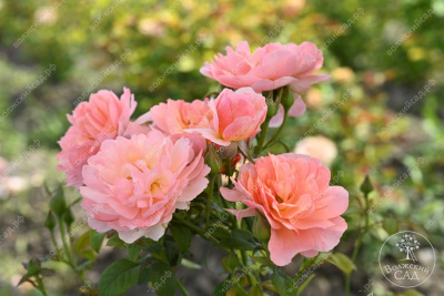 Роза Принцесс Дримс (флориб,роз.) н