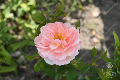 Роза Принцесс Дримс (флориб,роз.) н