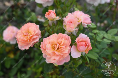 Роза Принцесс Дримс (флориб,роз.) н