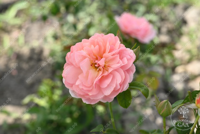 Роза Принцесс Дримс (флориб,роз.) н