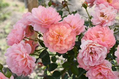 Роза Принцесс Дримс (флориб,роз.) н