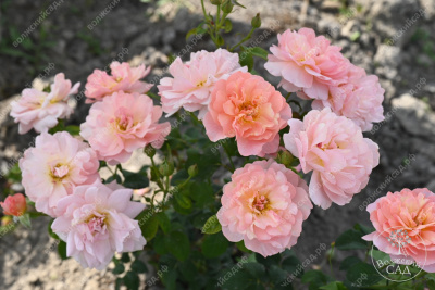 Роза Принцесс Дримс (флориб,роз.) н