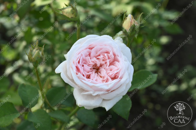 Роза Клэр Роуз (плетист,роз.) н