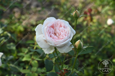 Роза Клэр Роуз (плетист,роз.) н