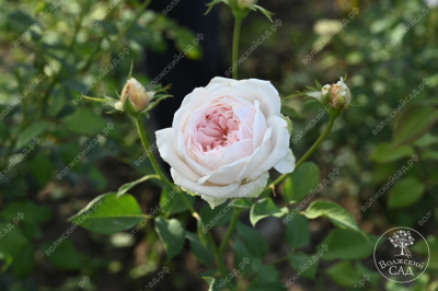 Роза Клэр Роуз (плетист,роз.) н