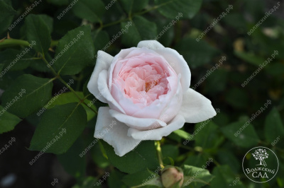 Роза Клэр Роуз (плетист,роз.) н
