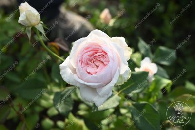 Роза Клэр Роуз (плетист,роз.) н