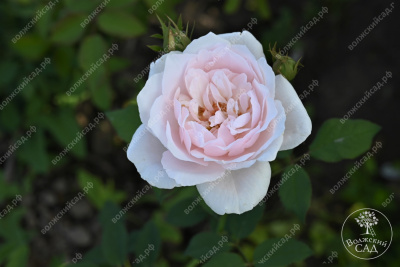 Роза Клэр Роуз (плетист,роз.) н