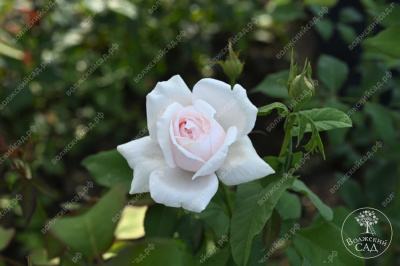 Роза Клэр Роуз (плетист,роз.) н