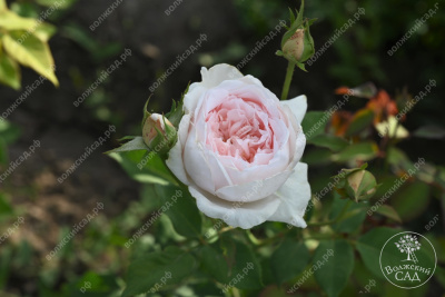 Роза Клэр Роуз (плетист,роз.) н