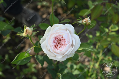 Роза Клэр Роуз (плетист,роз.) н