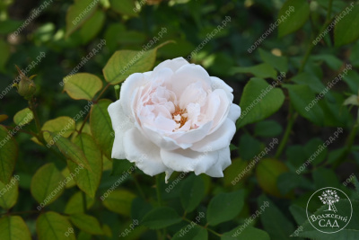 Роза Клэр Роуз (плетист,роз.) н