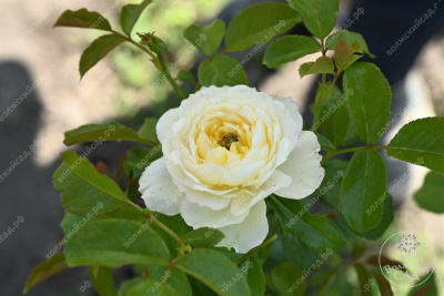 Роза Уайт Даймонд (плетист,бел.)