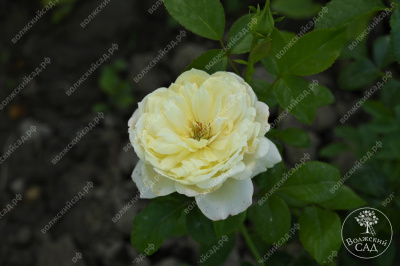 Роза Уайт Даймонд (плетист,бел.)