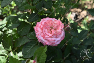 Роза Дольче Саммерхаус (спрей,роз.) н