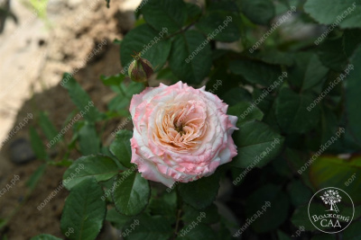 Роза Дольче Саммерхаус (спрей,роз.) н