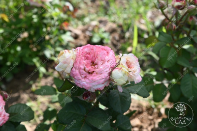 Роза Дольче Саммерхаус (спрей,роз.) н