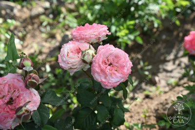 Роза Дольче Саммерхаус (спрей,роз.) н