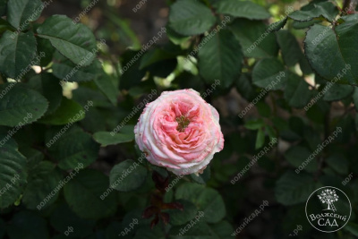 Роза Дольче Саммерхаус (спрей,роз.) н