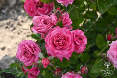 Роза Маргарита (спрей,роз.) н