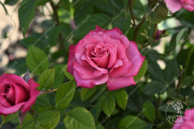 Роза Маргарита (спрей,роз.) н