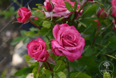 Роза Маргарита (спрей,роз.) н