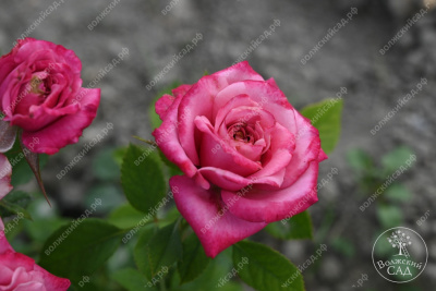 Роза Маргарита (спрей,роз.) н