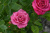 Роза Маргарита (спрей,роз.) н