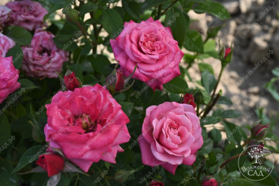 Роза Маргарита (спрей,роз.) н