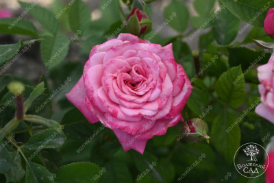 Роза Маргарита (спрей,роз.) н