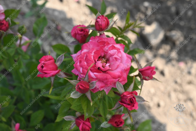 Роза Маргарита (спрей,роз.) н