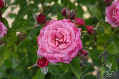 Роза Маргарита (спрей,роз.) н