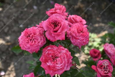 Роза Маргарита (спрей,роз.) н