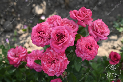 Роза Маргарита (спрей,роз.) н