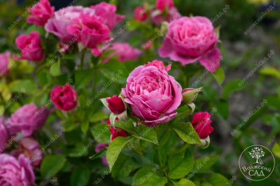 Роза Пинк Дайменшес (спрей,роз.) н