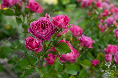 Роза Пинк Дайменшес (спрей,роз.) н