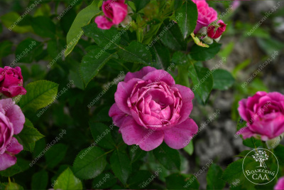 Роза Пинк Дайменшес (спрей,роз.) н