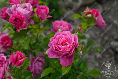 Роза Пинк Дайменшес (спрей,роз.) н