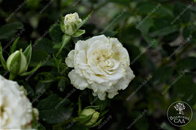 Роза Уайт Бомбастик (спрей,бел.) н