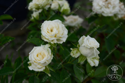 Роза Уайт Бомбастик (спрей,бел.) н