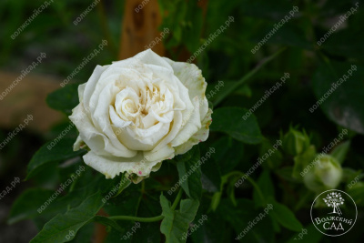 Роза Уайт Бомбастик (спрей,бел.) н