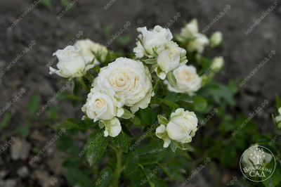 Роза Уайт Бомбастик (спрей,бел.) н