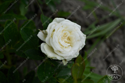 Роза Уайт Бомбастик (спрей,бел.) н