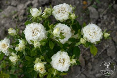 Роза Уайт Бомбастик (спрей,бел.) н