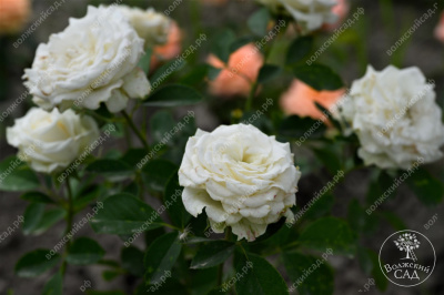 Роза Уайт Бомбастик (спрей,бел.) н