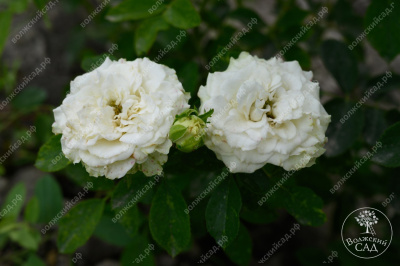 Роза Уайт Бомбастик (спрей,бел.) н