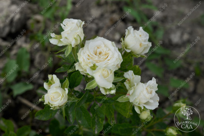 Роза Уайт Бомбастик (спрей,бел.) н