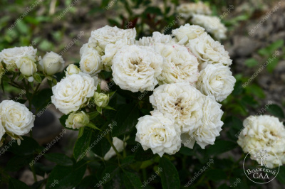 Роза Уайт Бомбастик (спрей,бел.) н