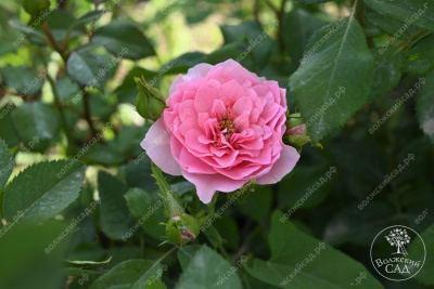 Роза Фрейлен Дэнс (спрей,роз.) н