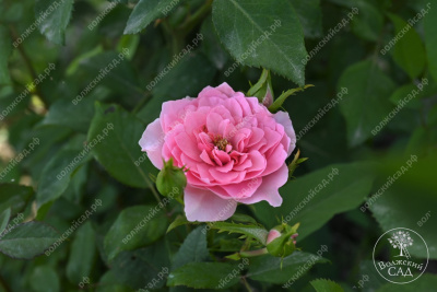 Роза Фрейлен Дэнс (спрей,роз.) н